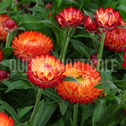 image de Xerochrysum bracteatum Mohave™ Apricot