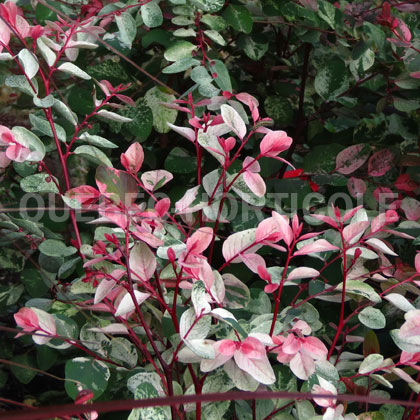 image de Breynia disticha Pink Snow