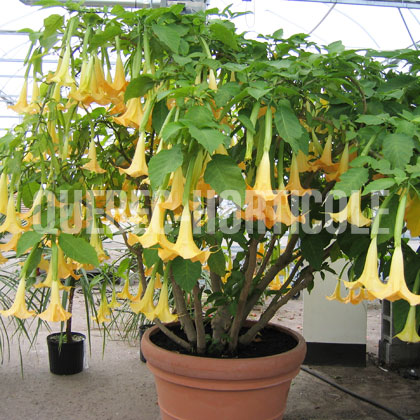 image de Brugmansia sp. 