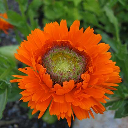 image de Calendula Greenheart