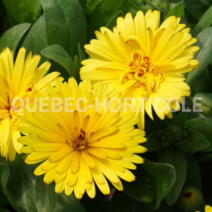 image de Calendula Lady Godiva® Yellow