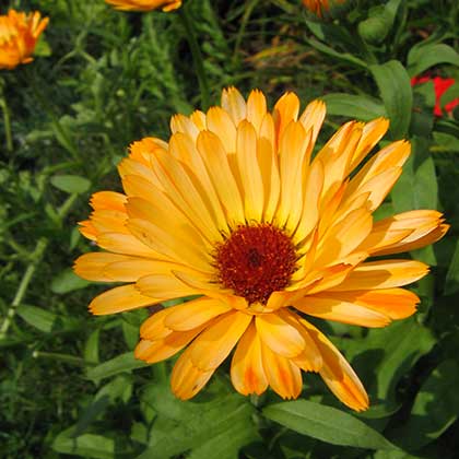 image de Calendula officinalis 