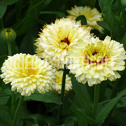 image de Calendula Snow Princess