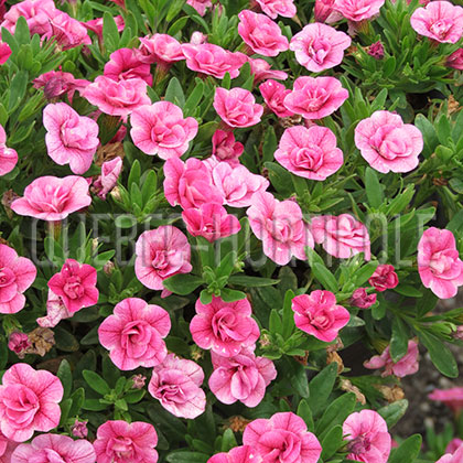 image de Calibrachoa Aloha Double Pink