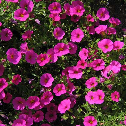 image de Calibrachoa Million Bells® Brilliant Pink