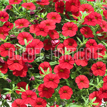 image de Calibrachoa Cabaret Bright Red