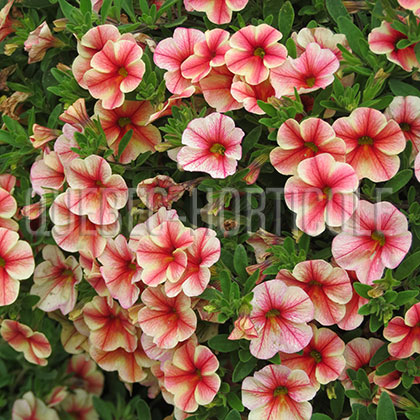 image de Calibrachoa Callie Rose Star