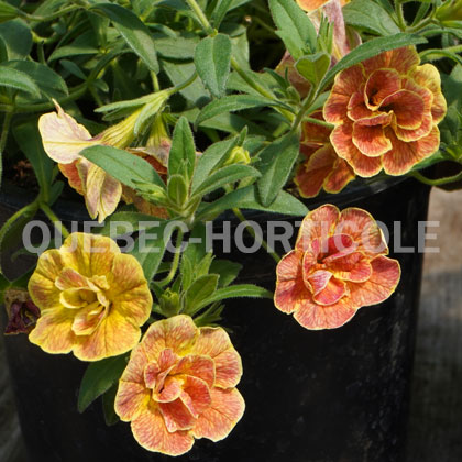 image de Calibrachoa Chameleon® Double Desert Rose