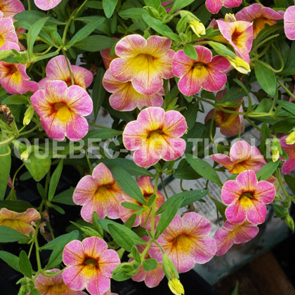 image de Calibrachoa Chameleon® Cherry Banana