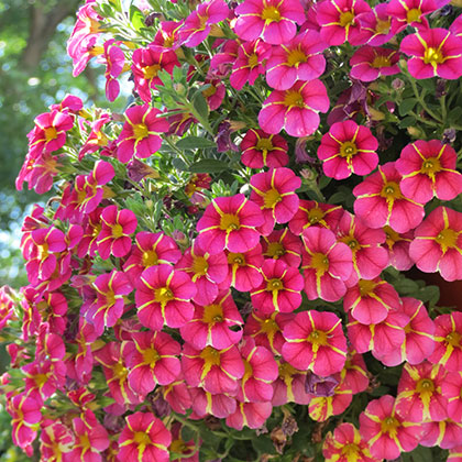 image de Calibrachoa Superbells® Cherry Star