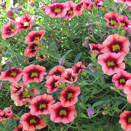 image de Calibrachoa Superbells® Coralberry Punch