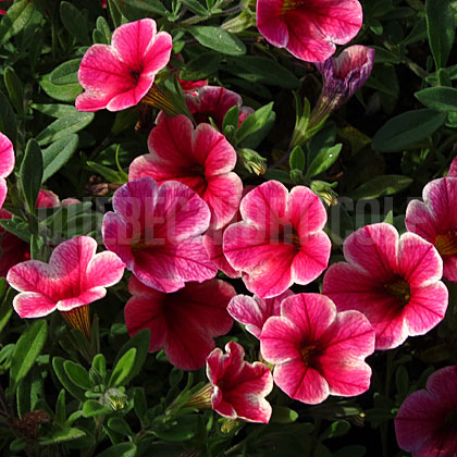 image de Calibrachoa Crave™ Strawberry Star