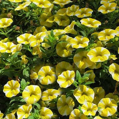 image de Calibrachoa Superbells® Lemon Slice