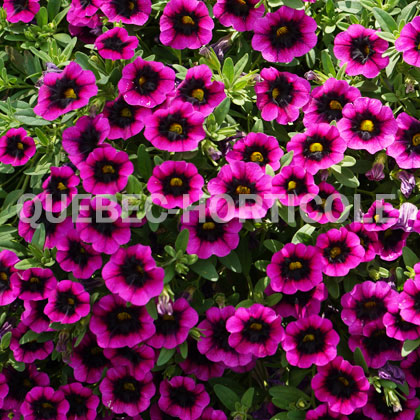 image de Calibrachoa Superbells® Blackcurrant Punch™