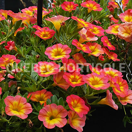 image de Calibrachoa Superbells® Coral Sun