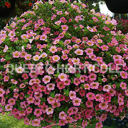 image de Calibrachoa Superbells® Honeyberry™