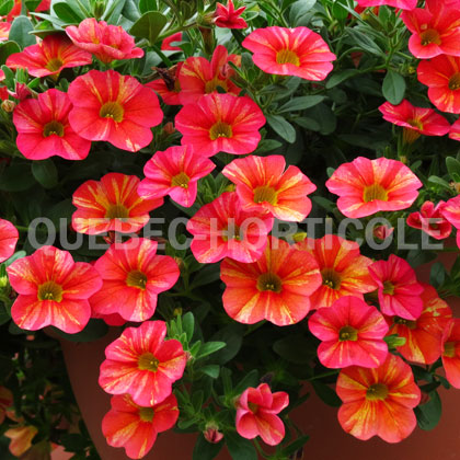 image de Calibrachoa Superbells® Tropical Sunrise