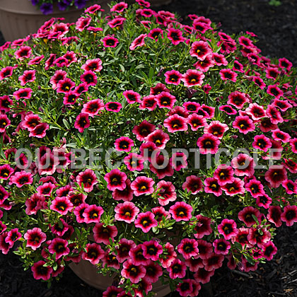 image de Calibrachoa Superbells® Watermelon Punch™