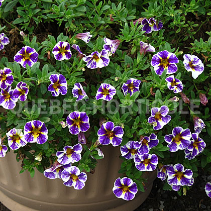 image de Calibrachoa Superbells® Holy Smokes!™