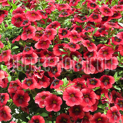 image de Calibrachoa Superbells® Pomegranate Punch