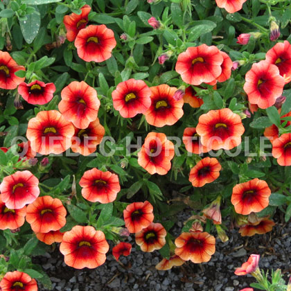 image de Calibrachoa Superbells® Tangerine Punch™