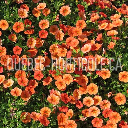 image de Calibrachoa Superbells® Dreamsicle®