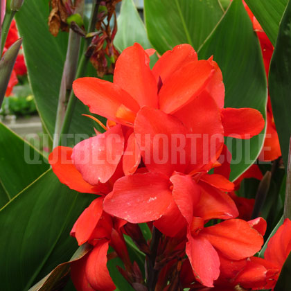 image de Canna Cannova®