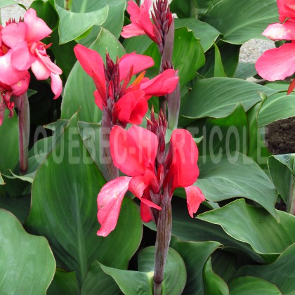 image de Canna Cannova®