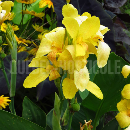 image de Canna Cannova®