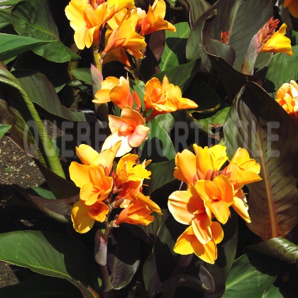 image de Canna Chocolate Sunrise