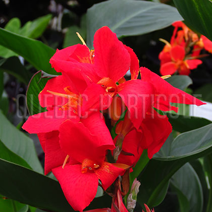 image de Canna South Pacific™ Scarlet