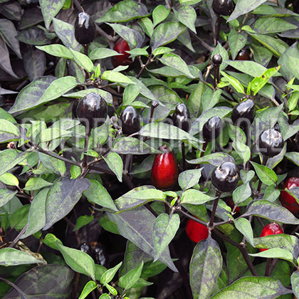 image de Capsicum annuum Black Olive