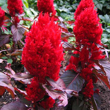 image de Celosia Chinatown