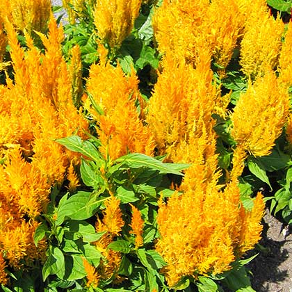 image de Celosia Fresh Look Gold