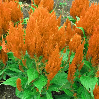 image de Celosia Fresh Look Orange