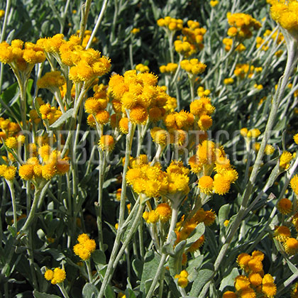 image de Chrysocephalum apiculatum Flambe® Yellow