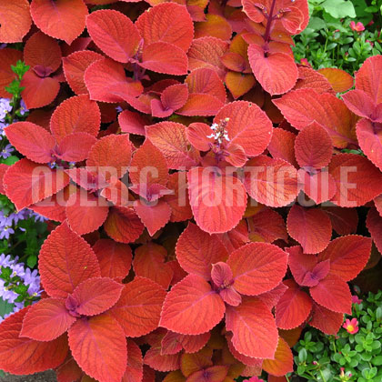 image de Plectranthus Campfire