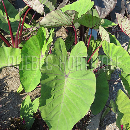 image de Colocasia Royal Hawaiian® Hawaiian Punch