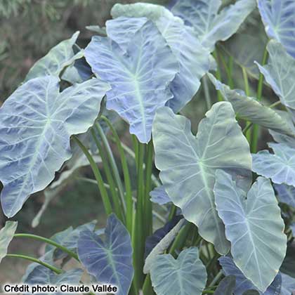 image de Colocasia Coal Miner