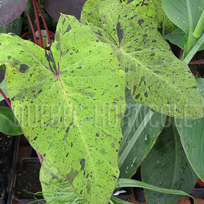 image de Colocasia Mojito