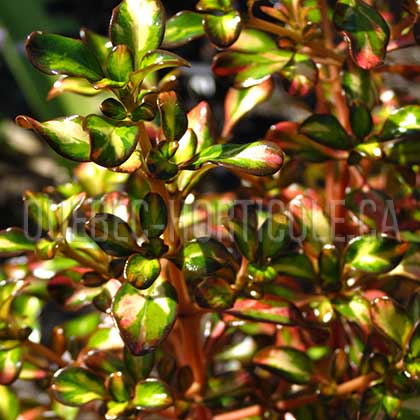 image de Coprosma Evening Glow