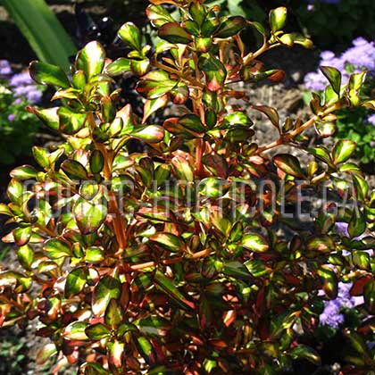 image de Coprosma Evening Glow