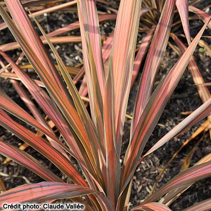 image de Cordyline Coral