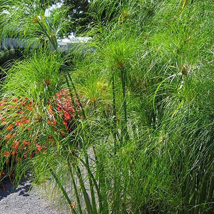 image de Cyperus papyrus King Tut®