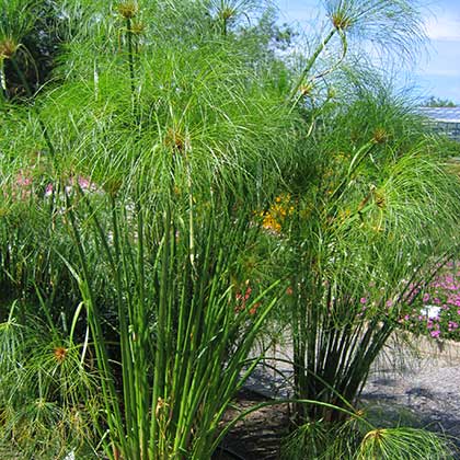 image de Cyperus papyrus King Tut®