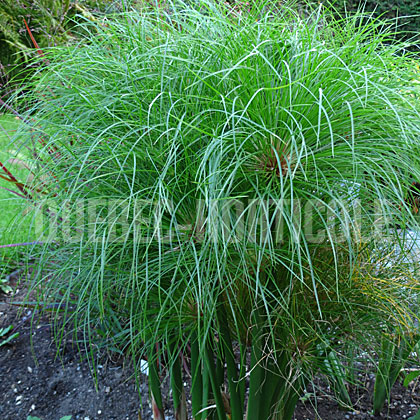 image de Cyperus papyrus Little Tut