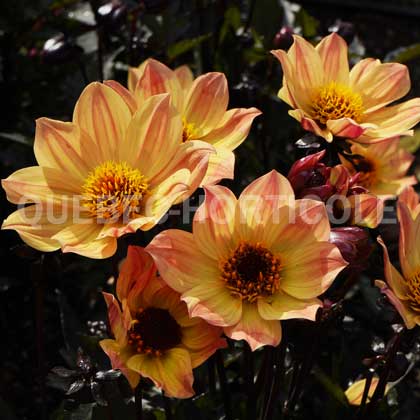 image de Dahlia Dahlegria® Sunset