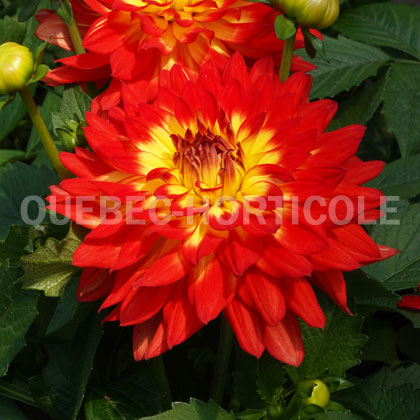 image de Dahlia LaBella® Maggiore Fun Flame℗