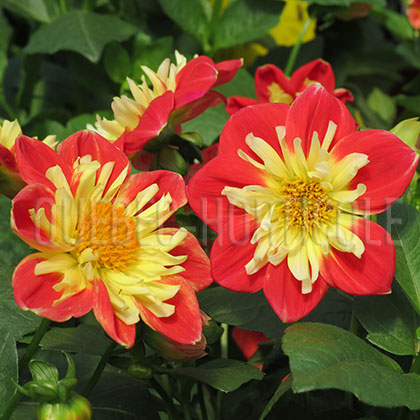 image de Dahlia Starsister Scarlet & Yellow