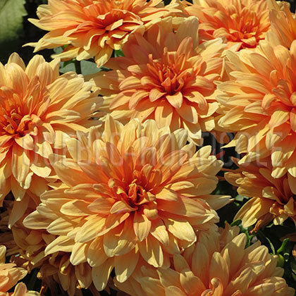 image de Dahlia XXL Hidalgo